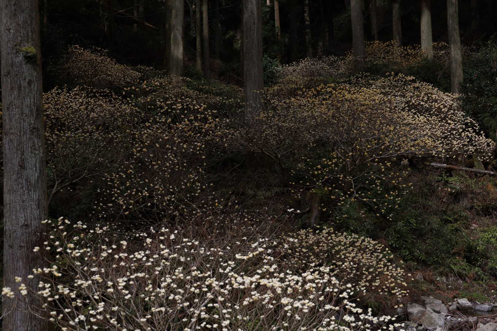 何度見ても、ここの群生は圧巻✨