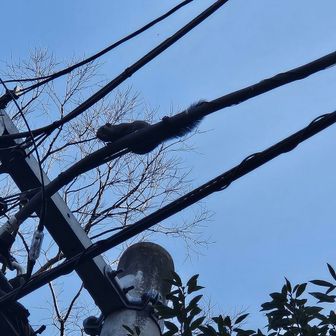 電線にリスが！！