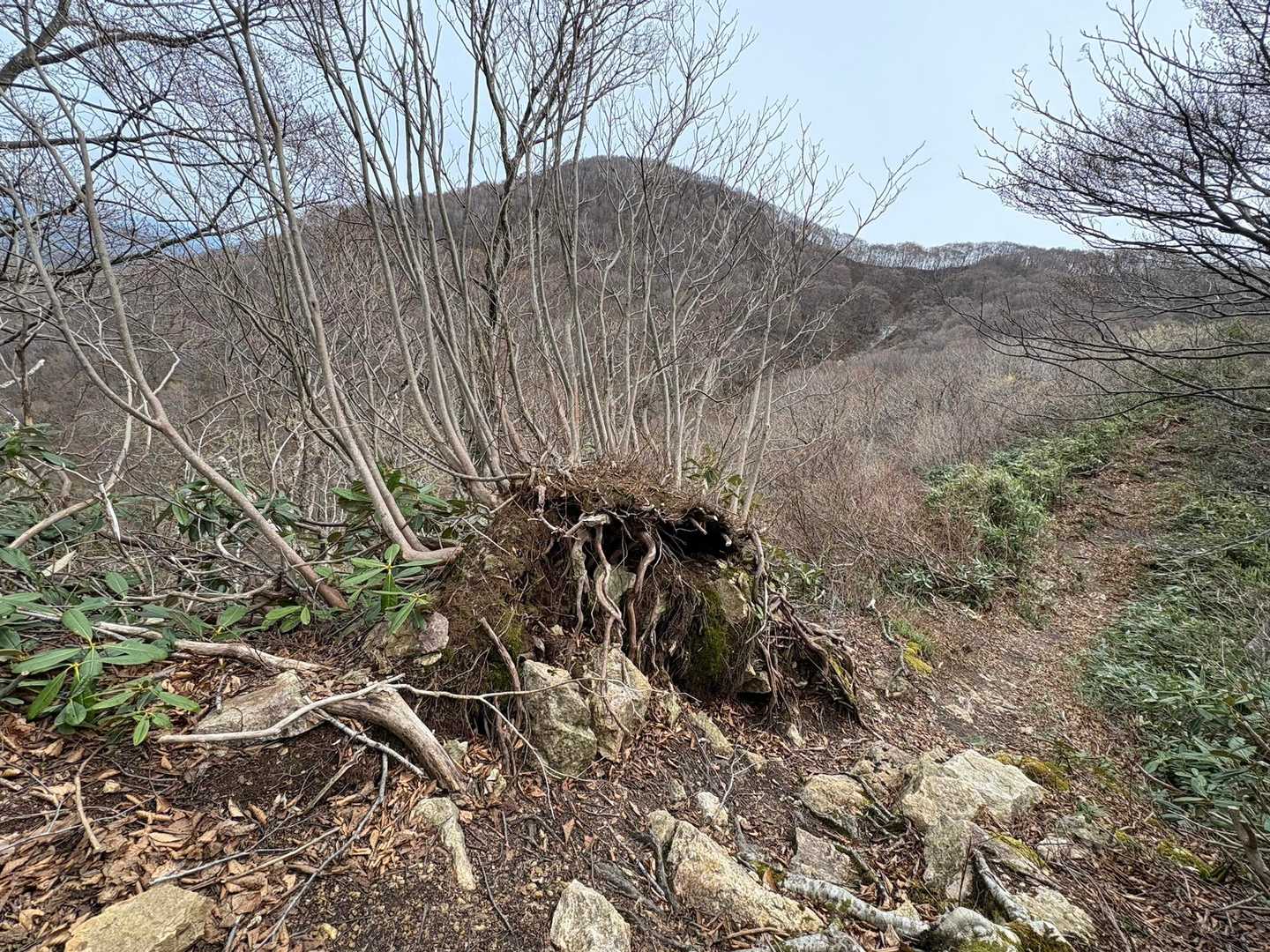 根っこごと　ひっくり返ってマス