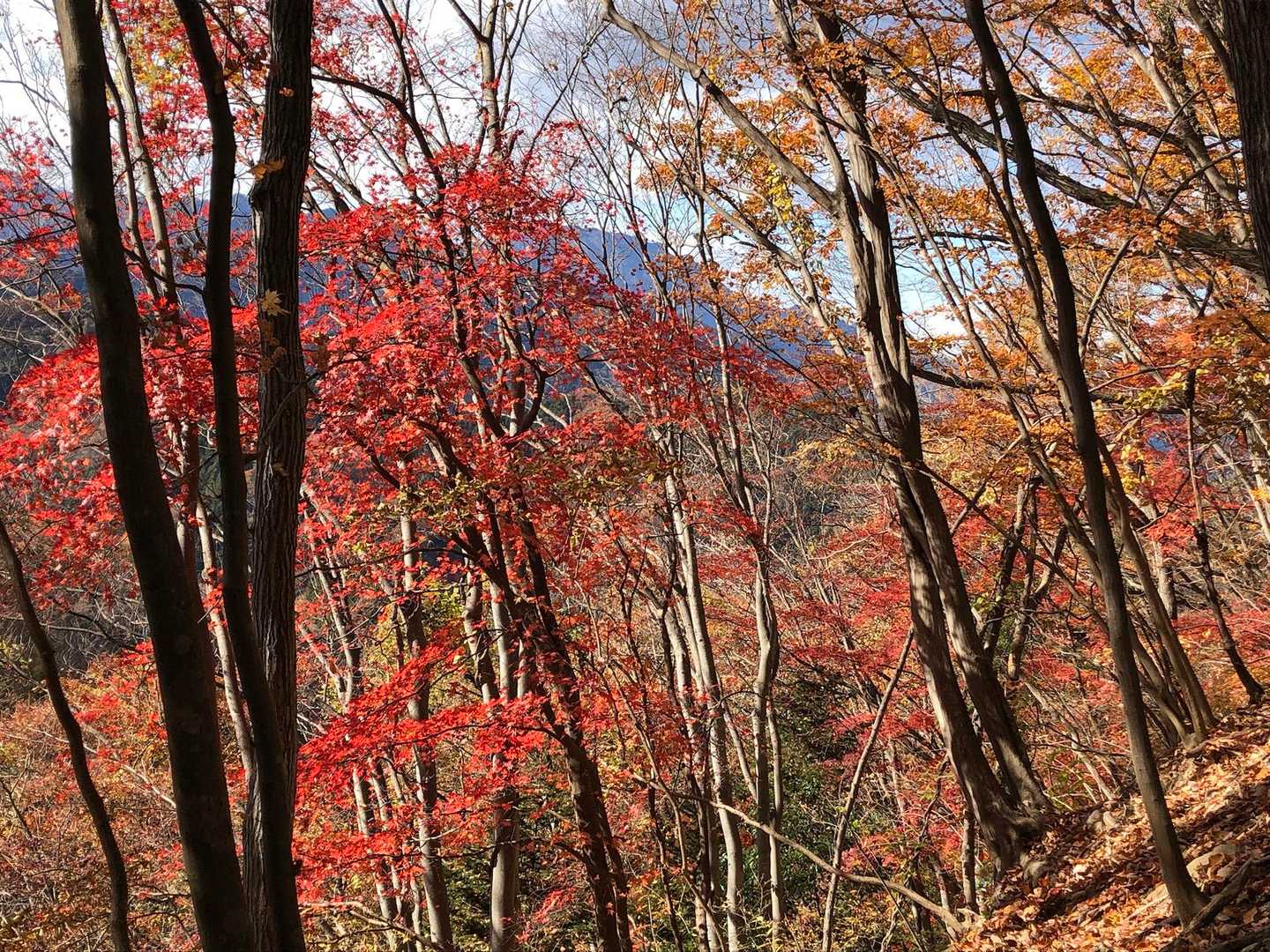 紅葉を撮っていると夫に置いていかれがち💦