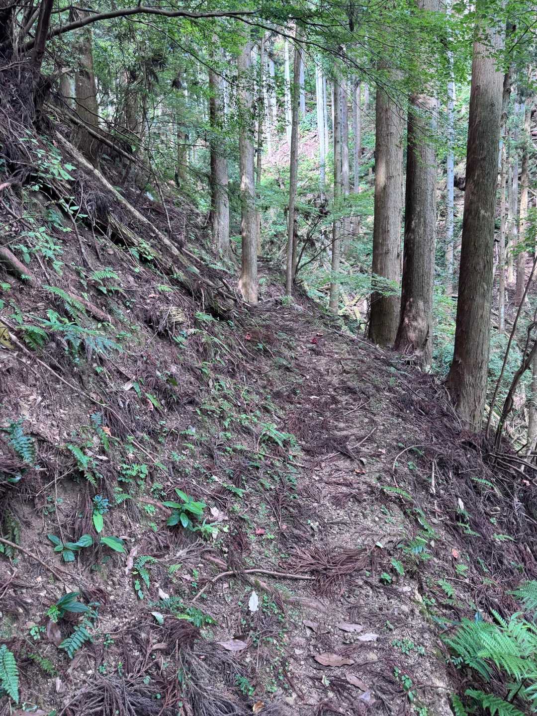 高束山 往復コースの写真