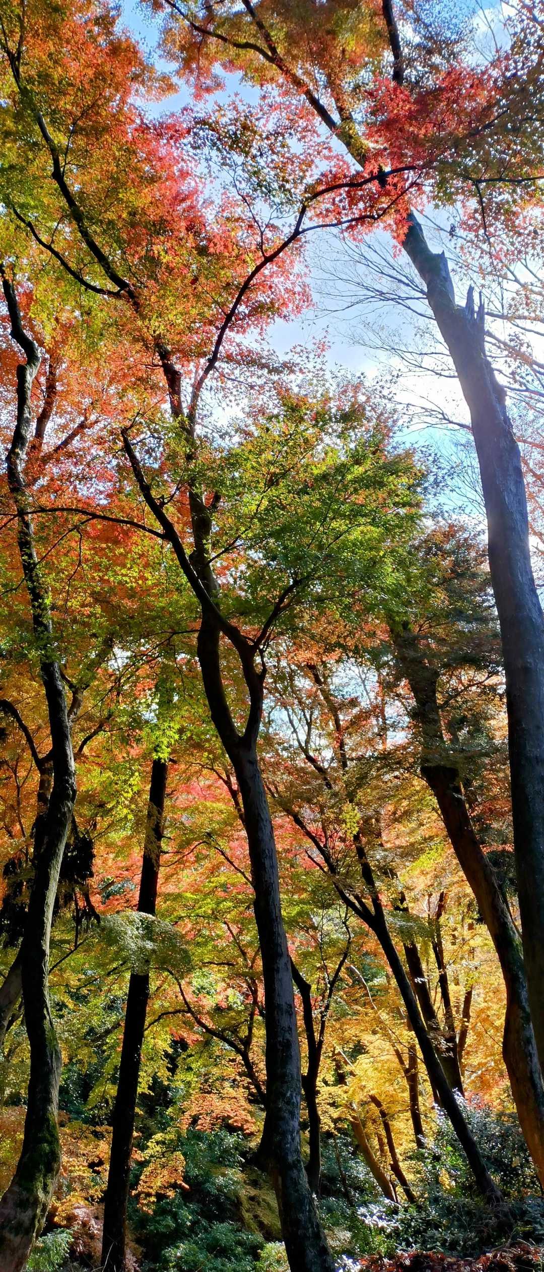 新石切駅-石切劔箭神社-興法寺-宝山寺駅-生駒駅 縦走コースの写真