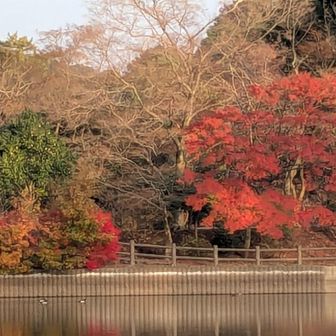 朝、曇っていたから迷ったけど、本当に来てよかった😄✨🍁