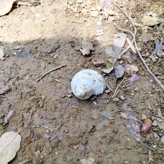 巻貝が2個落ちていた。
カタツムリ的なやつか？