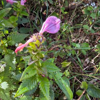 シオガマギク
半寄生植物だと最近知りました