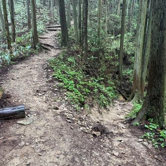ここは直進、右はバス停へ行く
