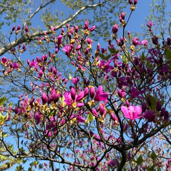 ツツジが咲き始めてます🌸