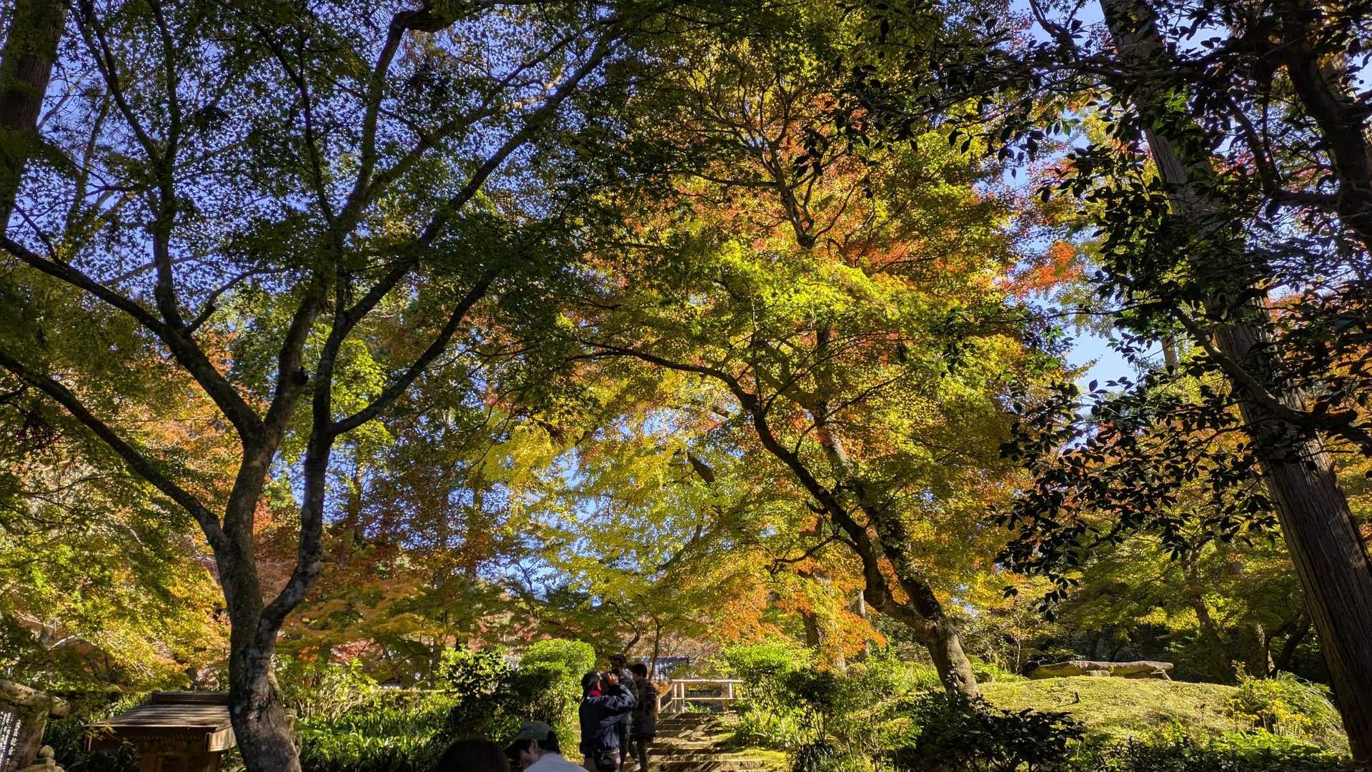 本坊庭園の紅葉🍁