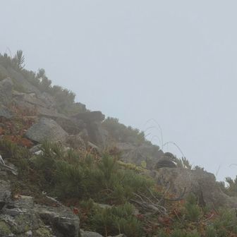 見にくいが雷鳥がいます