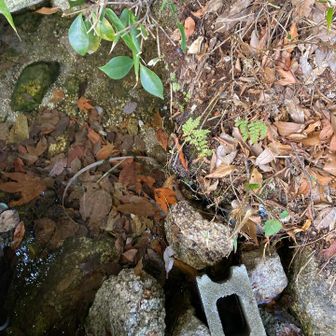 今日は水甘いかな？
雪溶けの湧水
