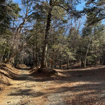 降りてきたら林道と樹林帯の分岐にピンクテープありました😳