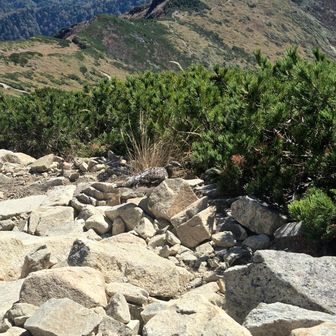 下りで出会う 
登山道、横切ってた
衣替え中な色合い💕