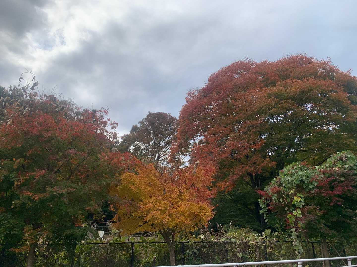紅葉🍁⠜