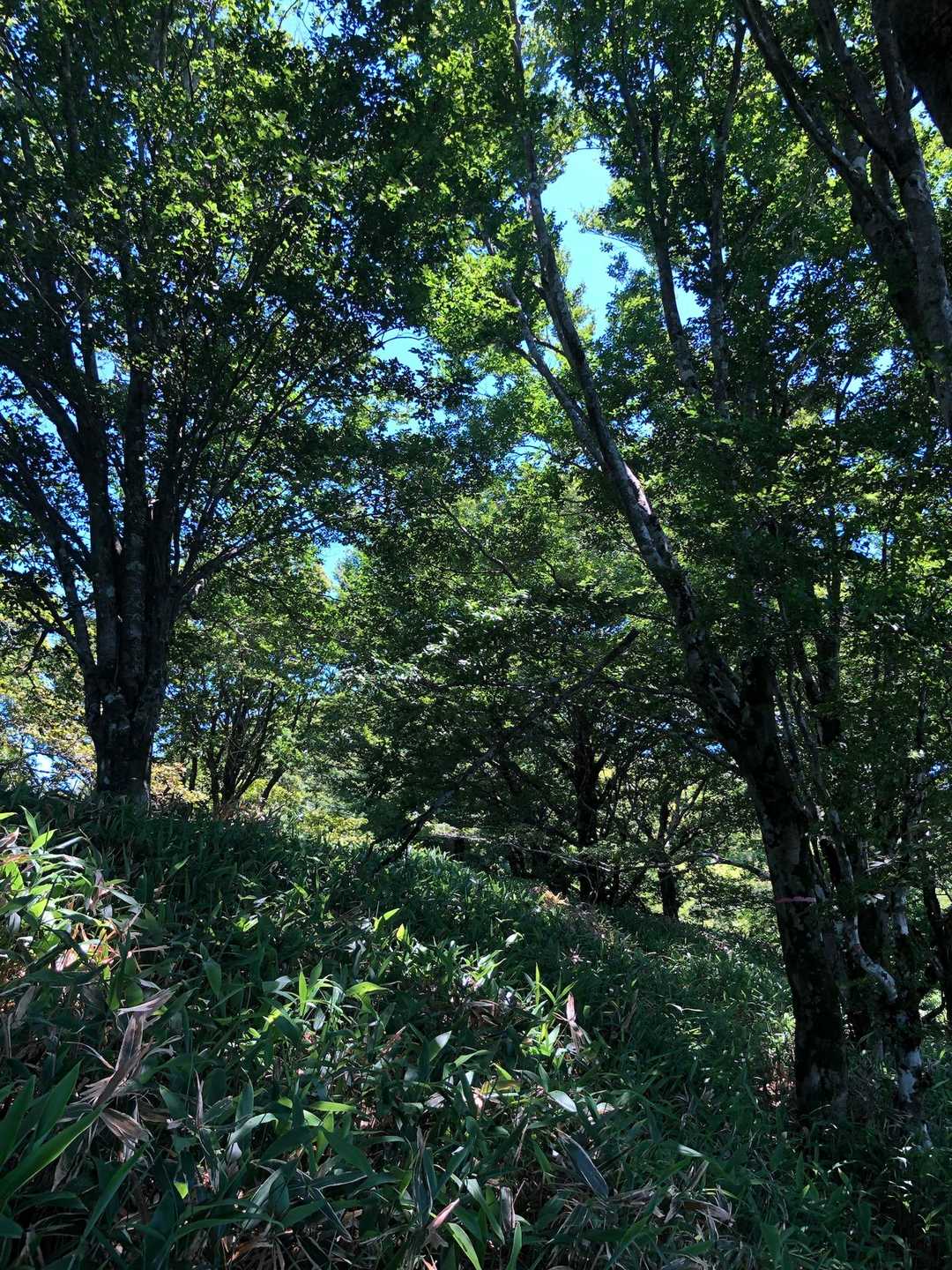 ブナ林
風が心地よくて、一気に体感が下がった
涼しい( ⁎ᵕᴗᵕ⁎)🎐
ただし、蜘蛛の巣🕸️すごかったฅ(´-ω-`)ฅ