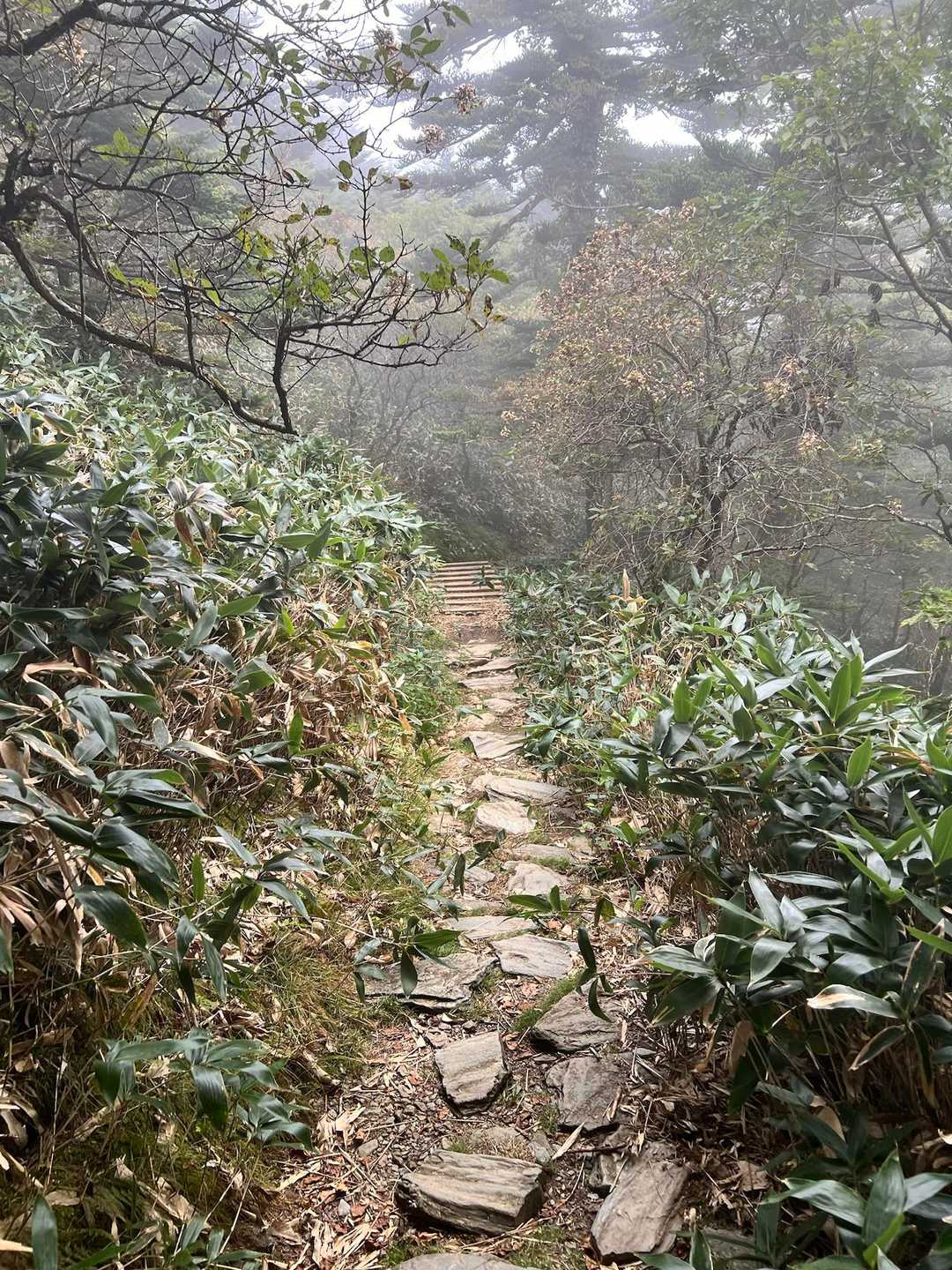 瓶ヶ森登山口発着｜四国最高峰を眺望する瓶ヶ森 周回コースの写真