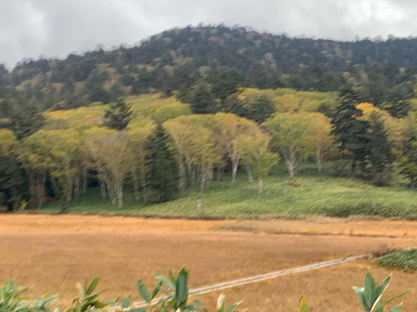 大江湿原と白樺の黄葉
絵葉書みたいな景色ね😍