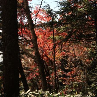 下の方は紅葉してる