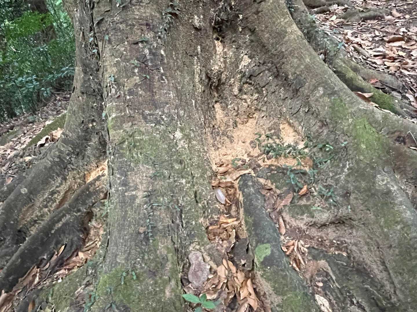 害虫被害。。。😣温暖化のせいもあるかも？ってお伺いしました。