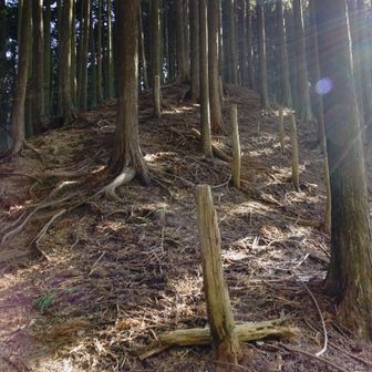 ここから林道へ降ります。