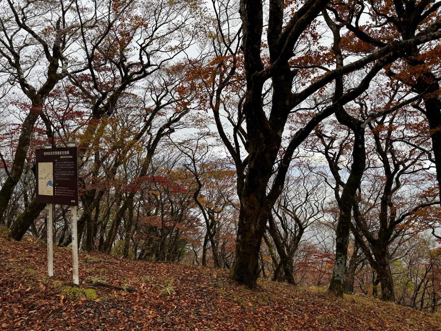 三国峠-鉄砲木ノ頭-三国山 周回コースの写真