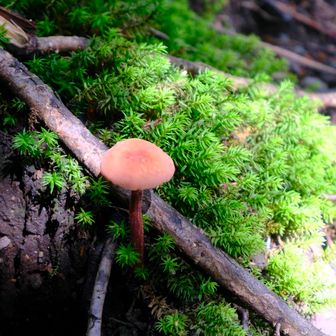 ピントの合っていないきのこ🍄‍🟫