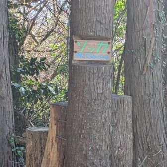 ソッカ、登頂。
伐採されていて見晴らし良い♪
仙元山からの出発、「中尾根」は二子山へ「南尾根」は観音塚へ。