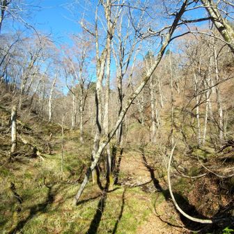 左門岳 ここは、大きい二又のさらに奥の二又から右に入った標高1100mぐらいのところ。なんとなくですが、大平源流を象徴するような場所と感じました。写真でうまく表現できてませんが、もう一度来たいと強く思った場所でした。