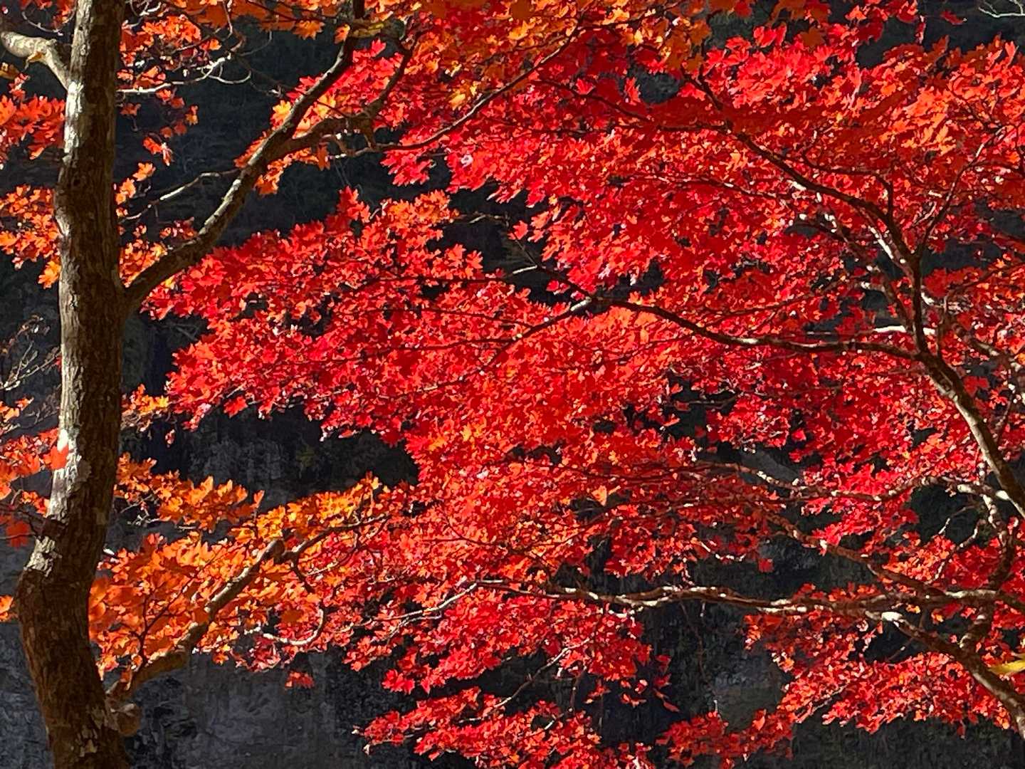 赤〜🍁