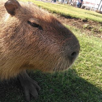 ずんだもち