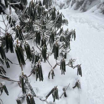 シャクナゲ

咲いたの見てみたい