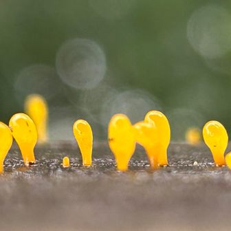 手すりに
ツノマタタケ( ´艸｀) ｶﾜｲ