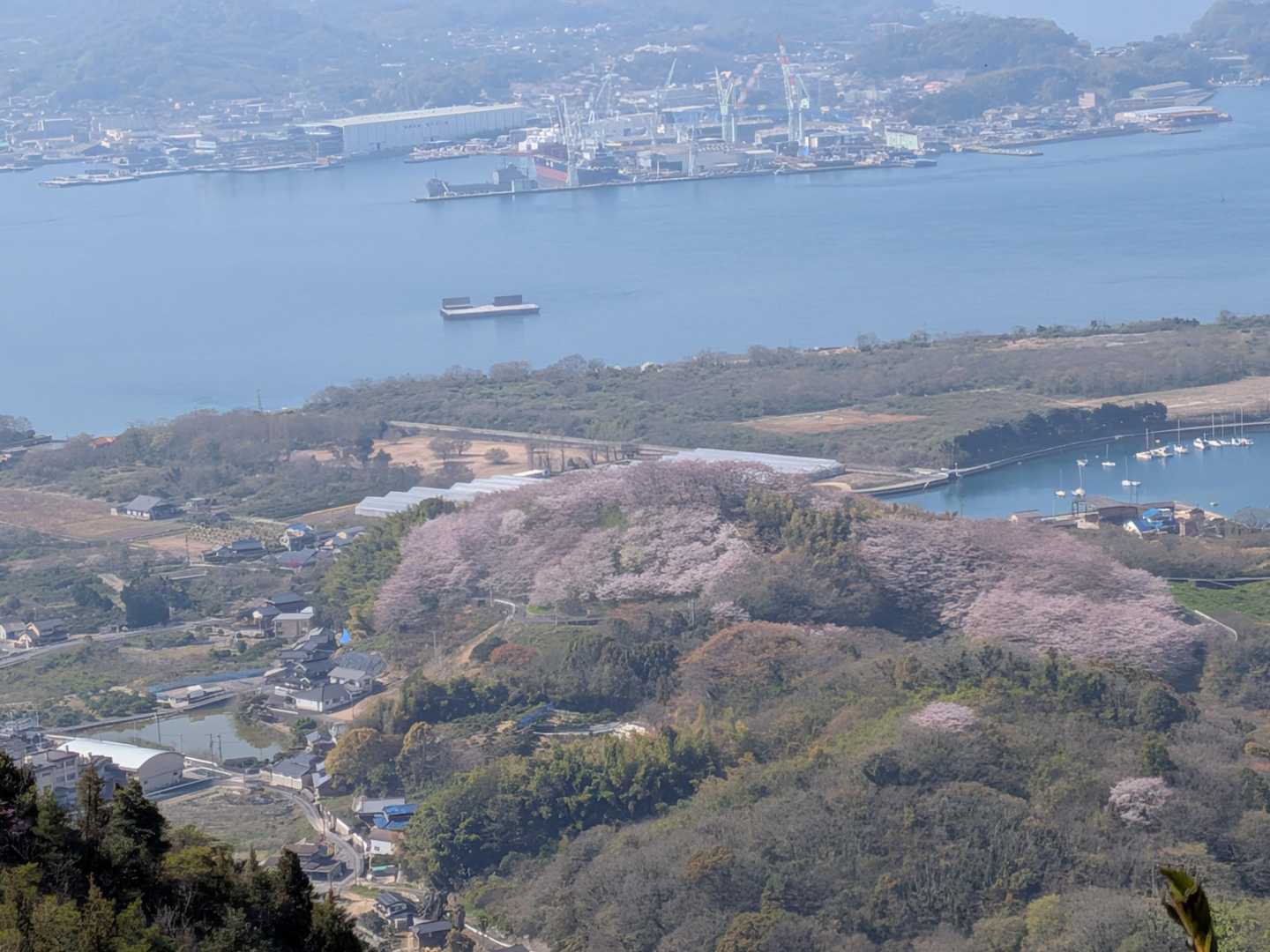 塔の峰の1000本桜が見えます🤗