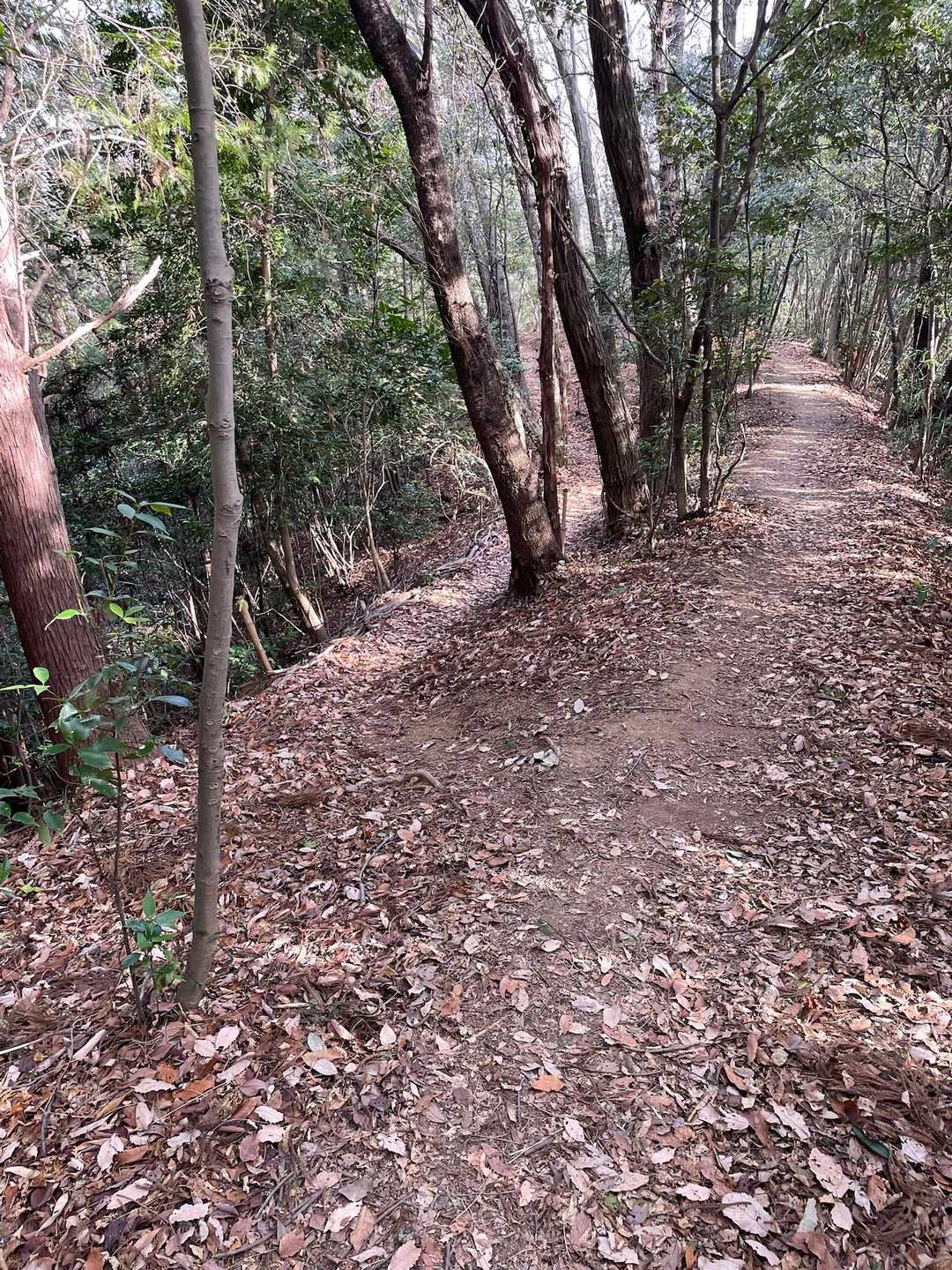 しばし平坦な道。