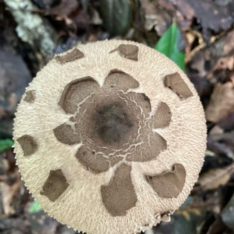 花の模様があるキノコ😊
