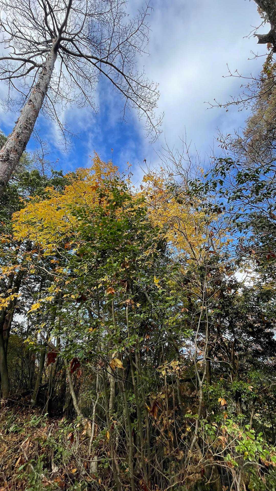 紅葉も🍁