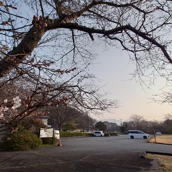 有年公民館に車をとめさせていただきました。
桜も咲き始めましたねぇ～。