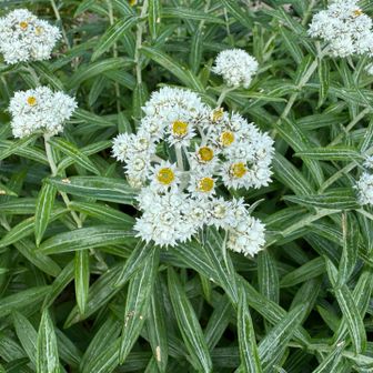 それ自体が存在意識であり存在意義である花。
