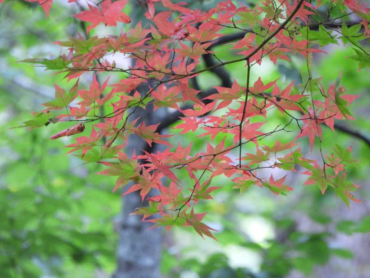 部分的に赤くなってます🍁