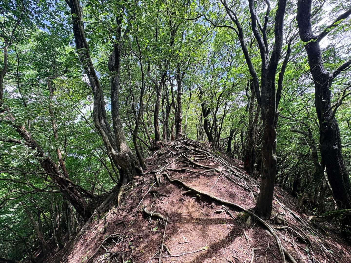 笹オトシ-オトシノ峰-小笹ノ峰 周回コースの写真