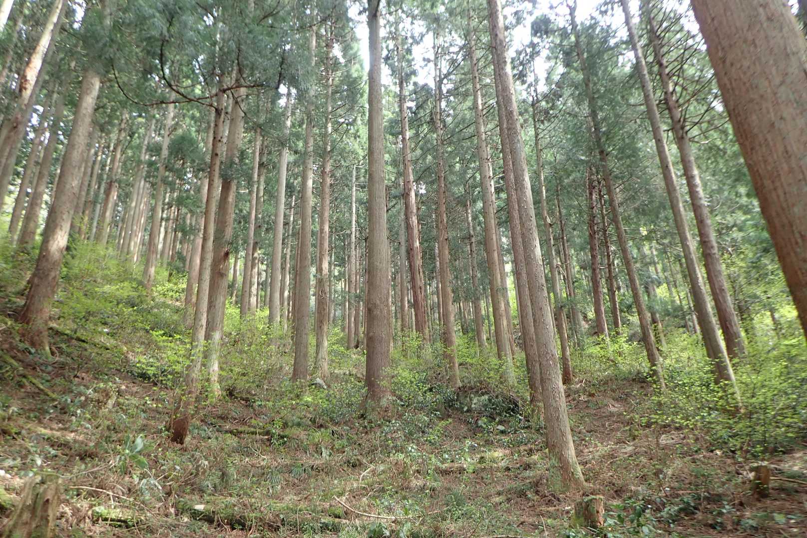 きれいな杉林