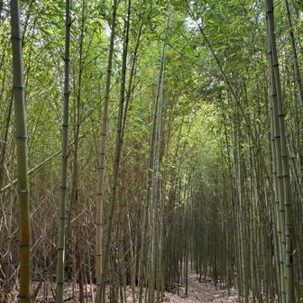 竹林❣️神秘的