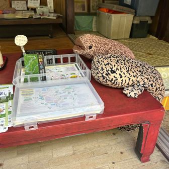 この後にホンマモンのオオサンショウウオが泳いでるのを目撃！花火見た時みたいに声がでたよ。　ふぁ〜〜って。