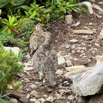 ここでまた親子の雷鳥に遭遇
今日は天気が悪いのでよく見かけます