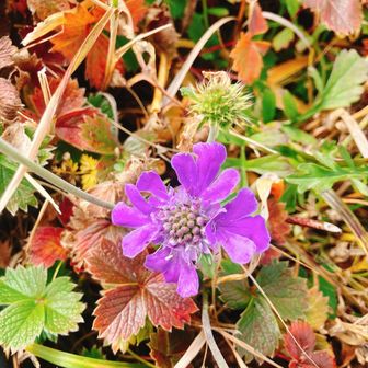 マツムシソウが沢山咲いていました💜