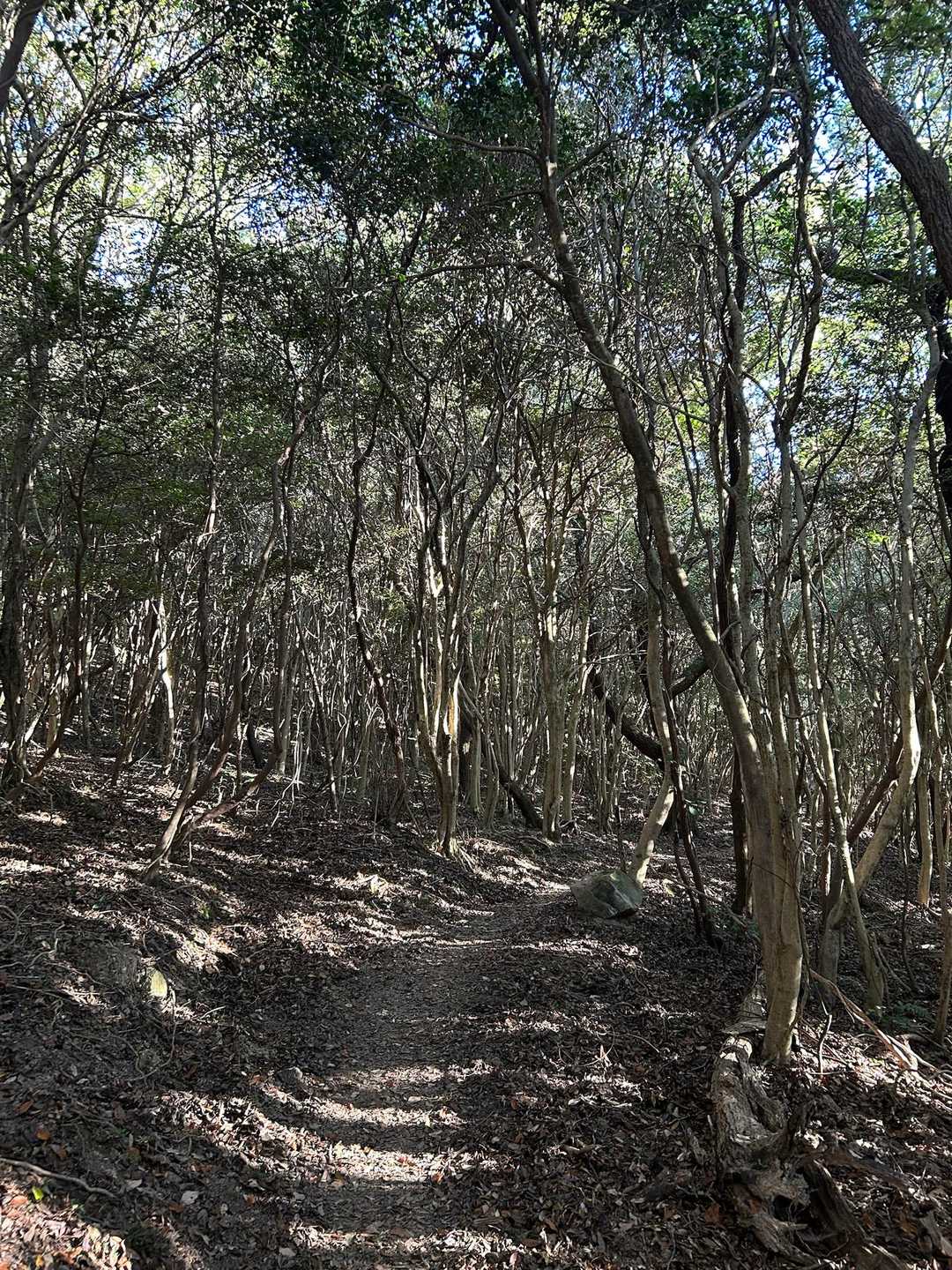 気持ちのいい登山道✨しっかりと整備してくれていて高規格🚶