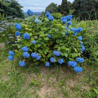 丁度アジサイが見頃の時期ですね。