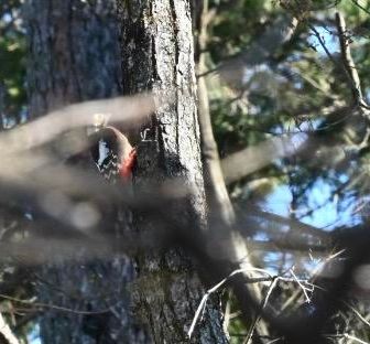 アカゲラさん？を観察