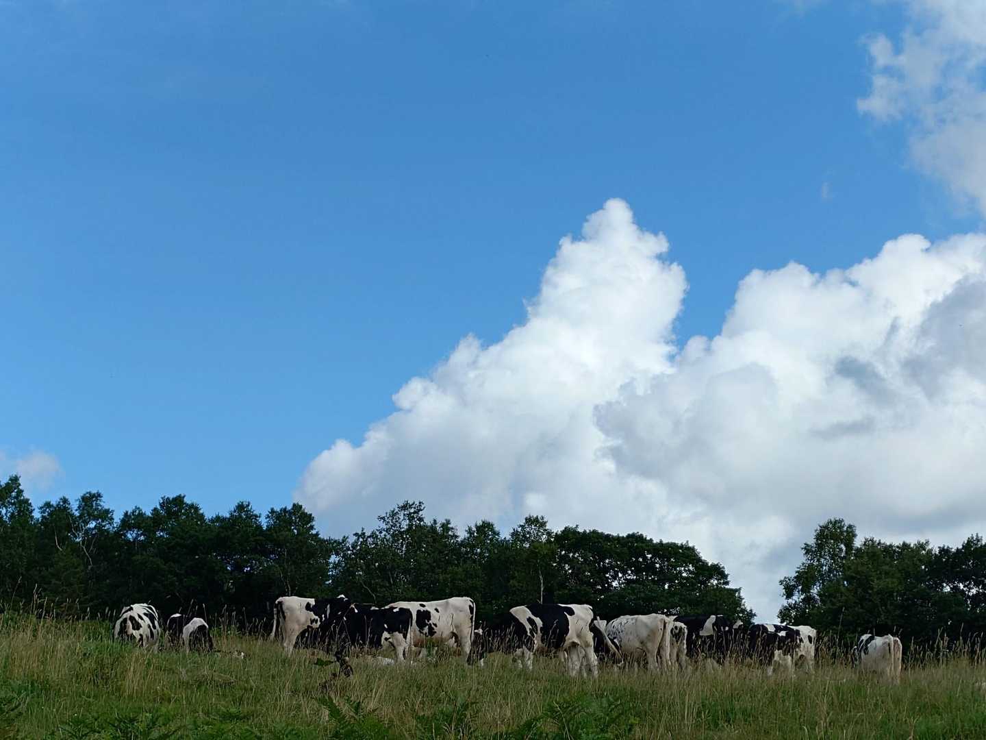 無事下山😁
🐮と青空🔵

おしまい🙇