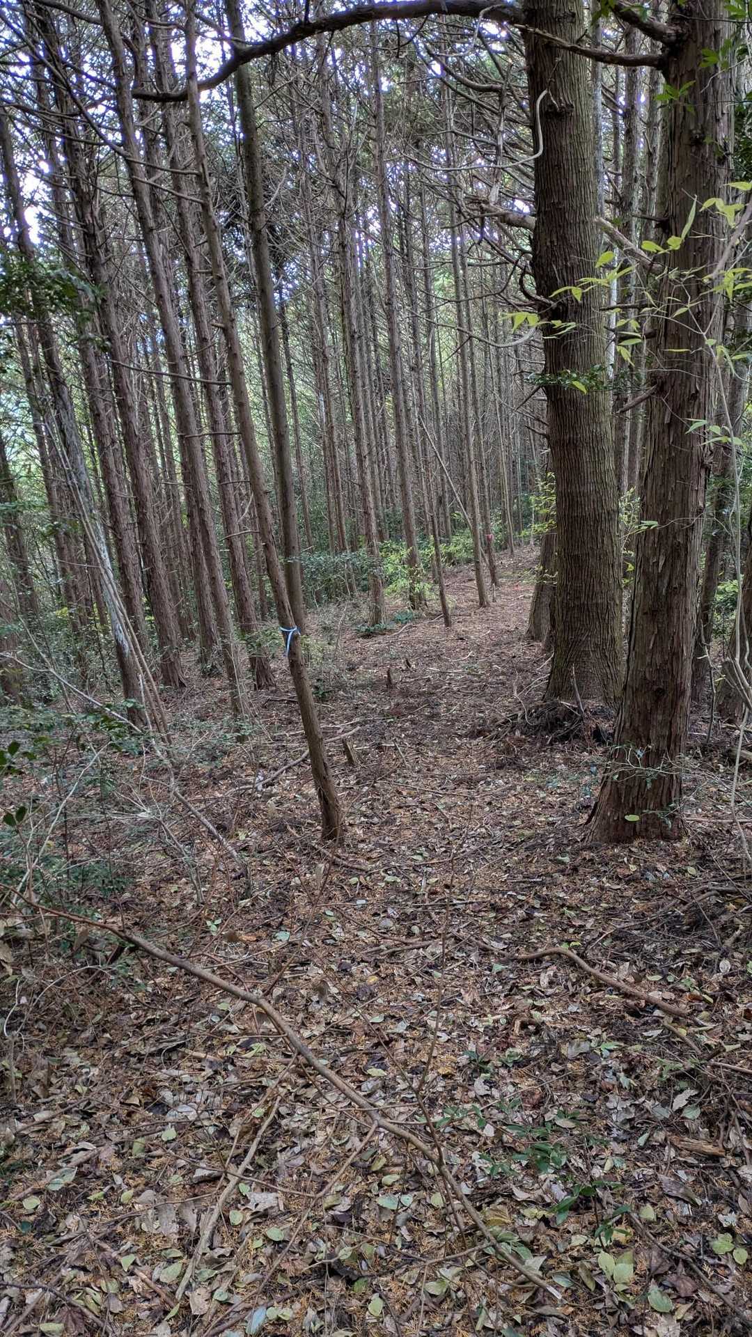 次の紅葉山なる所を目指し、歩きやすい道で😙
