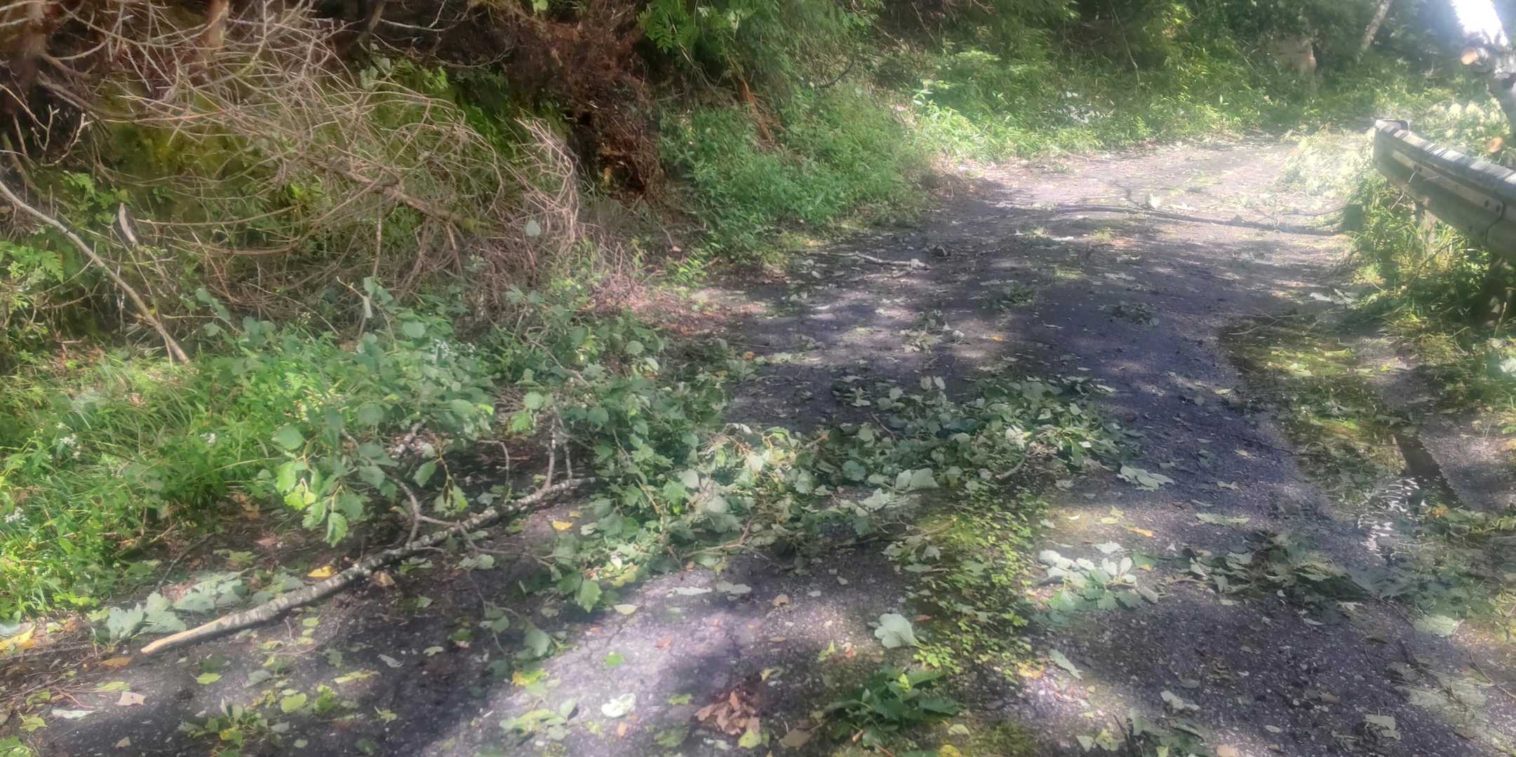 林道も散乱してます
